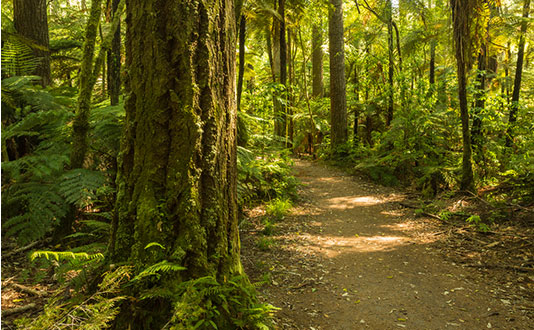 jack-peak-park jack-peak-park